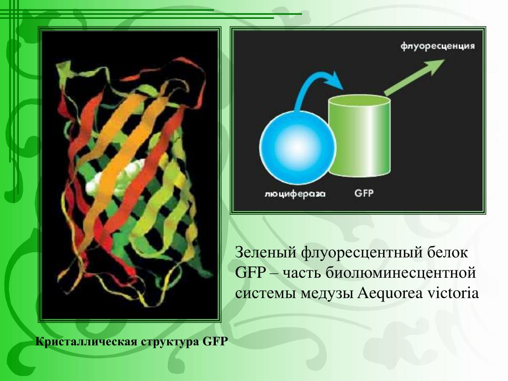 Перенос флуоресценции. Зеленый флуоресцирующий белок (GFP). Флуоресцентный белок GFP. Зеленый флуоресцентный белок строение. Строение флуоресцентных белков.