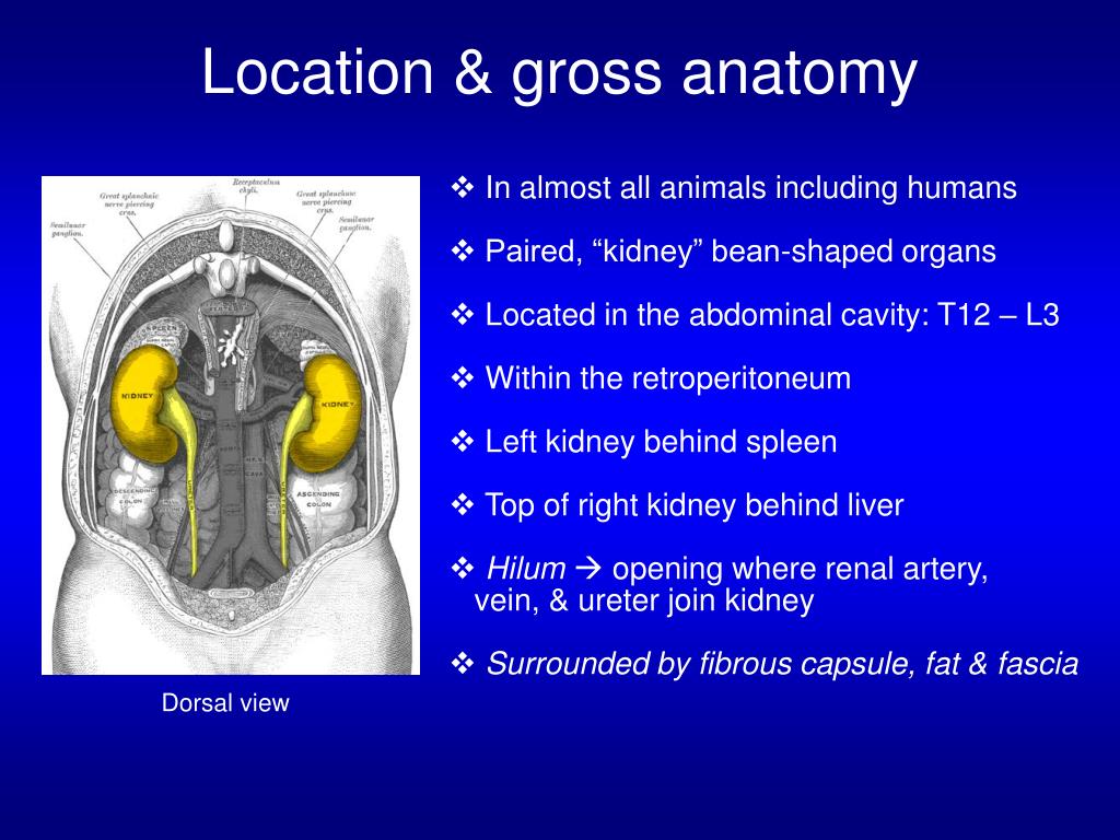 PPT - The Urinary System Ch 24 Human Anatomy Sonya Schuh-Huerta, Ph.D