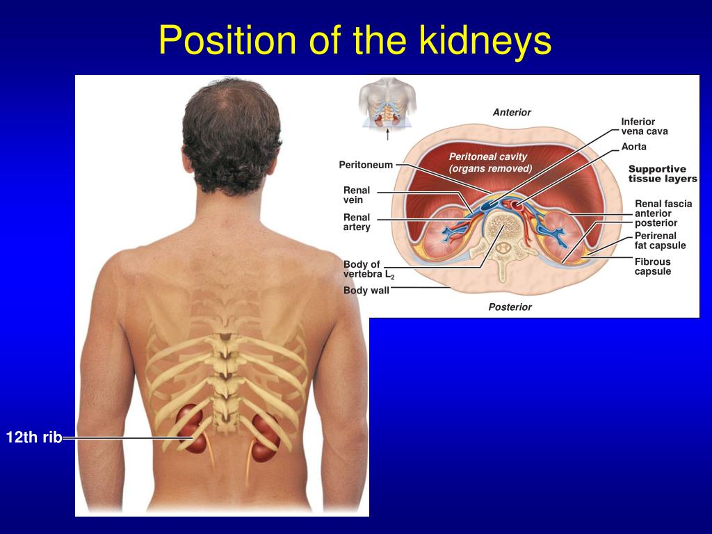 PPT - The Urinary System Ch 24 Human Anatomy Sonya Schuh-Huerta, Ph.D ...