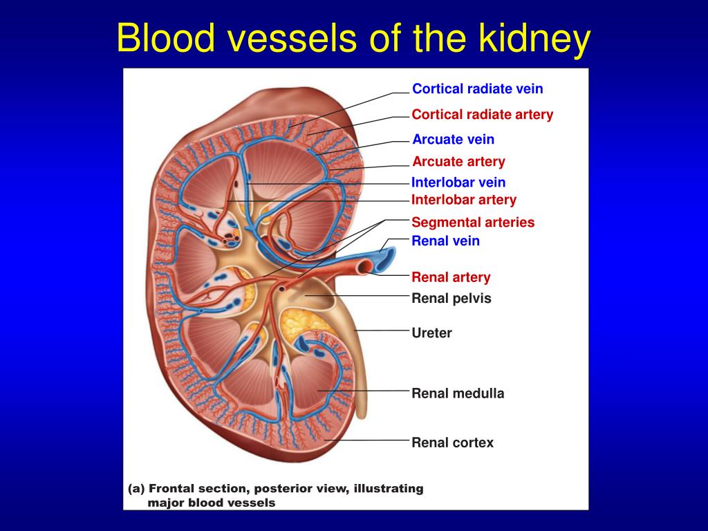 PPT - The Urinary System Ch 24 Human Anatomy Sonya Schuh-Huerta, Ph.D ...