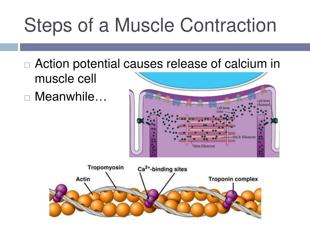 PPT - Muscular Contractions PowerPoint Presentation, free download - ID