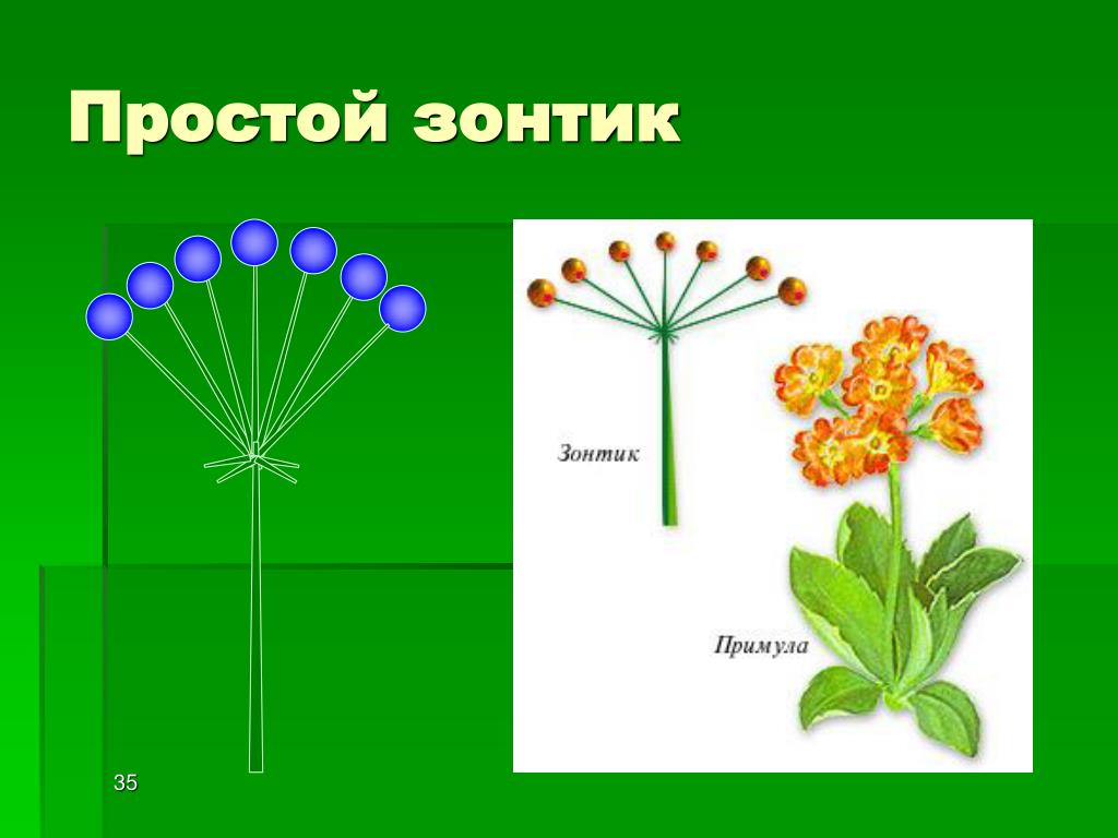 У каких растений зонтик. Биология соцветие зонтик. Примула соцветие. Примула Тип соцветия. Соцветие зонтик первоцвет.