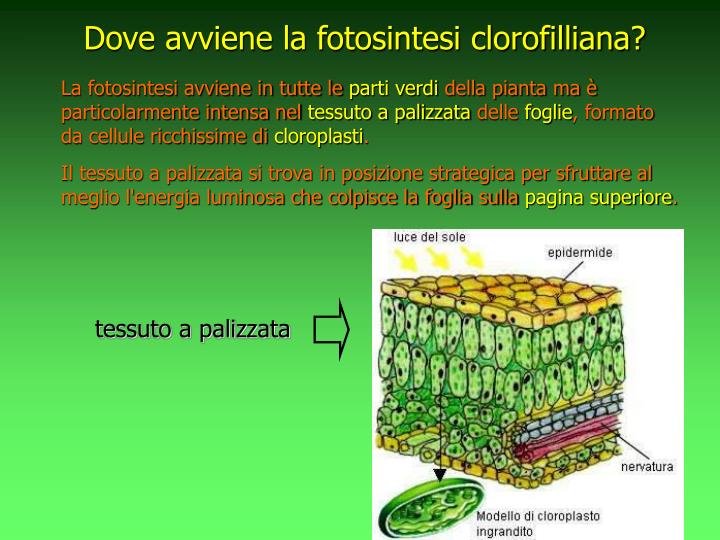 A Cosa Serve La Fotosintesi Clorofilliana PPT - La fotosintesi clorofilliana PowerPoint Presentation - ID:4767674