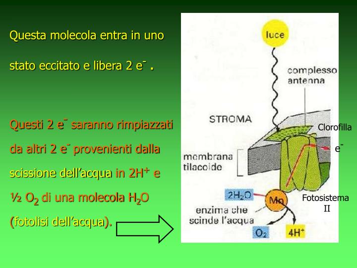 A Cosa Serve La Fotosintesi Clorofilliana PPT - La fotosintesi clorofilliana PowerPoint Presentation - ID:4767674