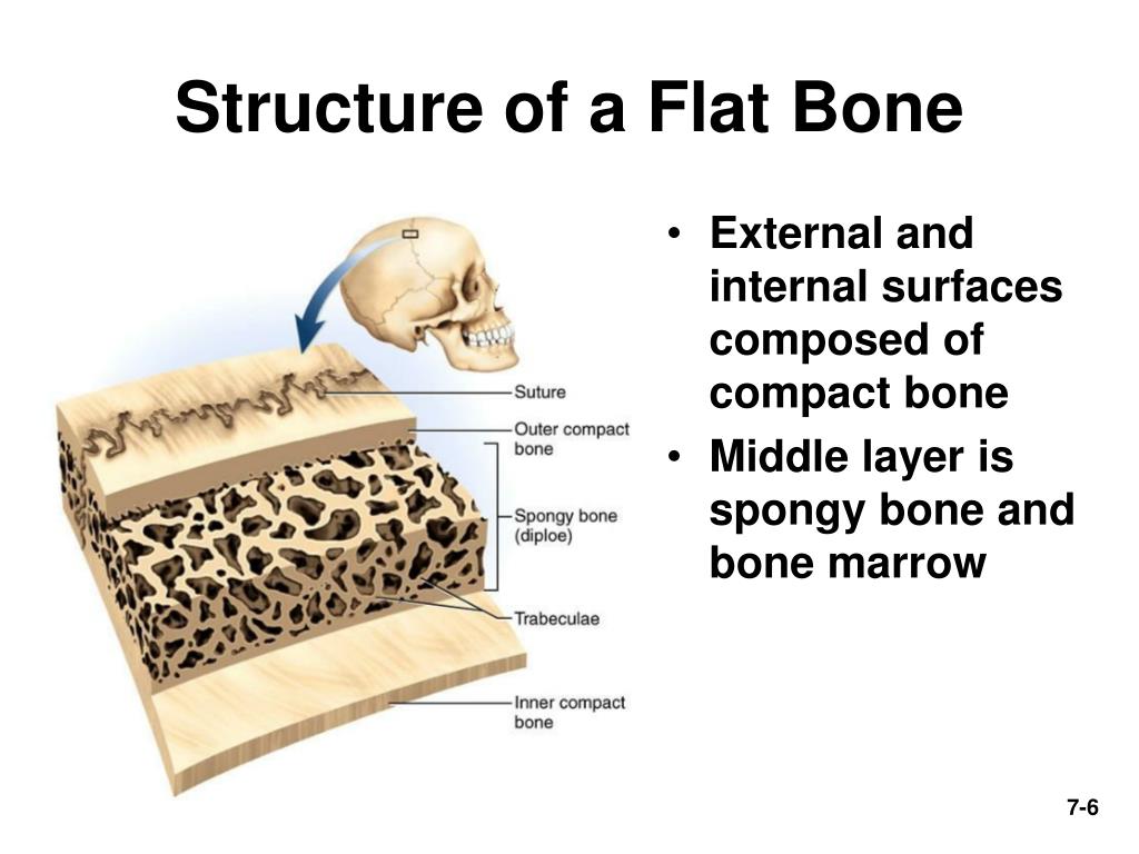 Bone home. Строение костей диплоэ. Bone structure. Внутренний компактный слой плоской кости.