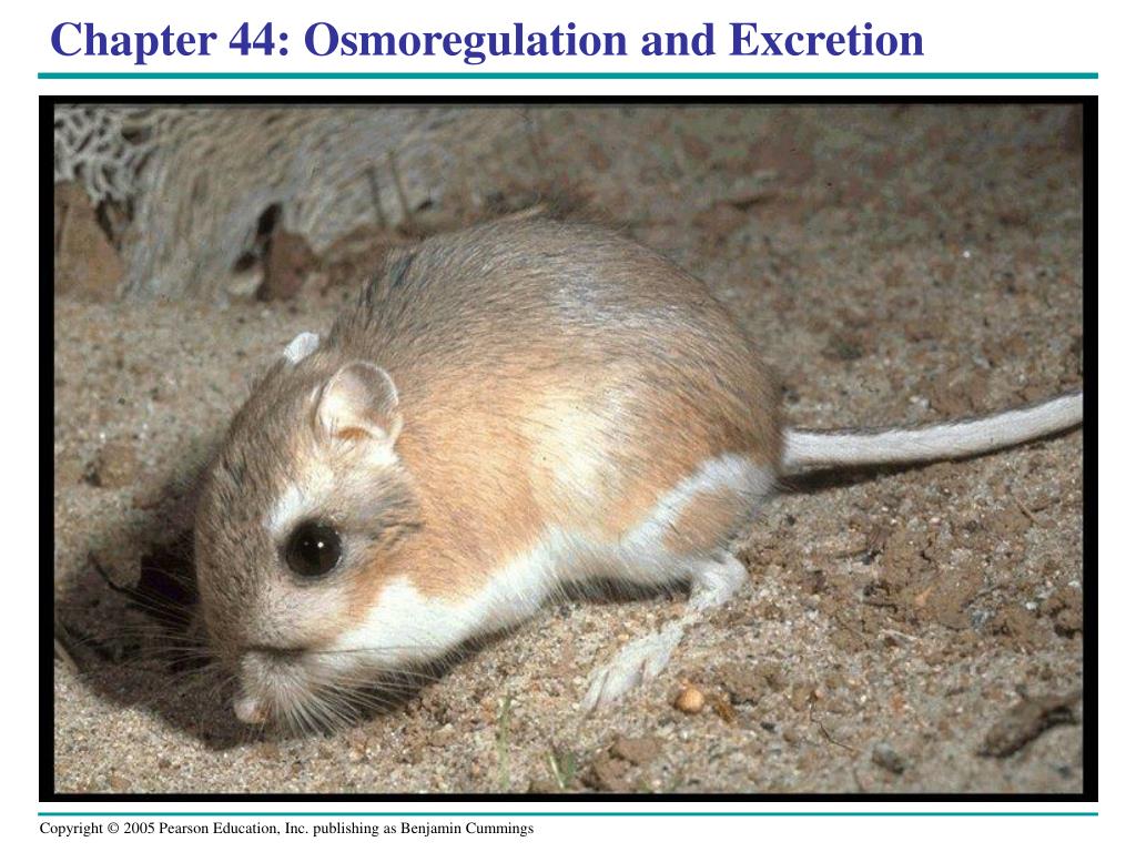 PPT - Chapter 44: Osmoregulation and Excretion PowerPoint Presentation -  ID:4769326