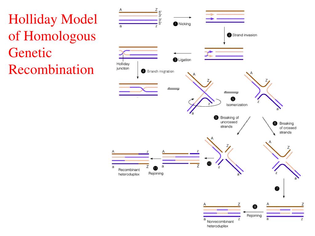 Структуры атомик. Модель Холлидея рекомбинации. Схема кроссинговера Холлидея. Гомологичная рекомбинация модель Холлидея. Структура Холлидея в репарации.