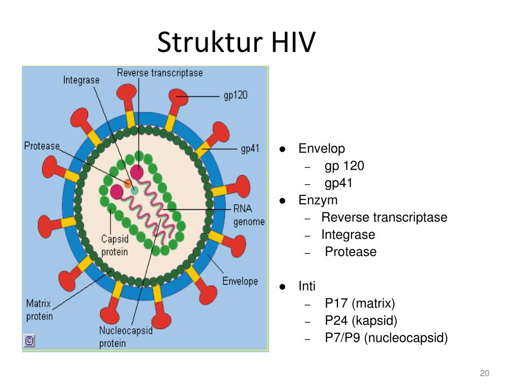 PPT HIV  DAN AIDS  PowerPoint Presentation ID 4772071