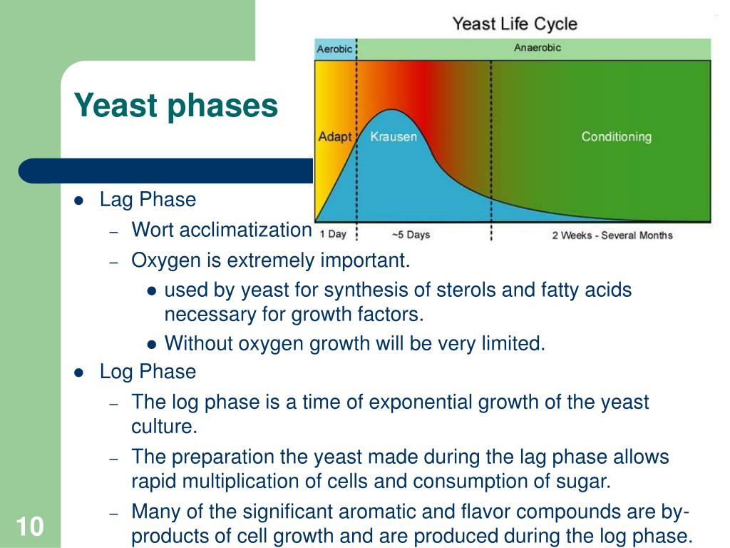 yeast presentation slideshare