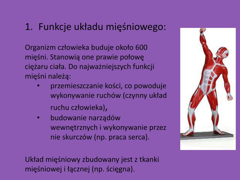 Budowa I Funkcjonowanie Układu Mięśniowego Karta Pracy Odpowiedzi PPT - UKŁAD MIĘŚNIOWY PowerPoint Presentation, free download - ID:4772950