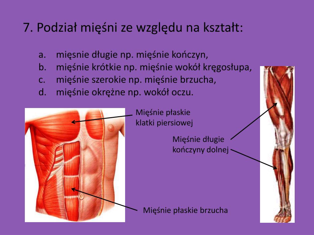 Dlaczego Układ Szkieletowy I Układ Mięśniowy Tworzą Układ Ruchu PPT - UKŁAD MIĘŚNIOWY PowerPoint Presentation, free download - ID:4772950