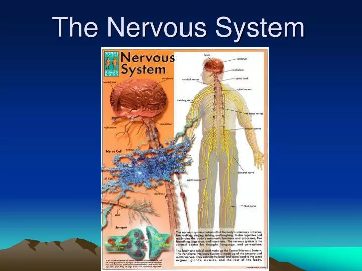 Ppt The Nervous System Powerpoint Presentation Free Download Id4774566 4525