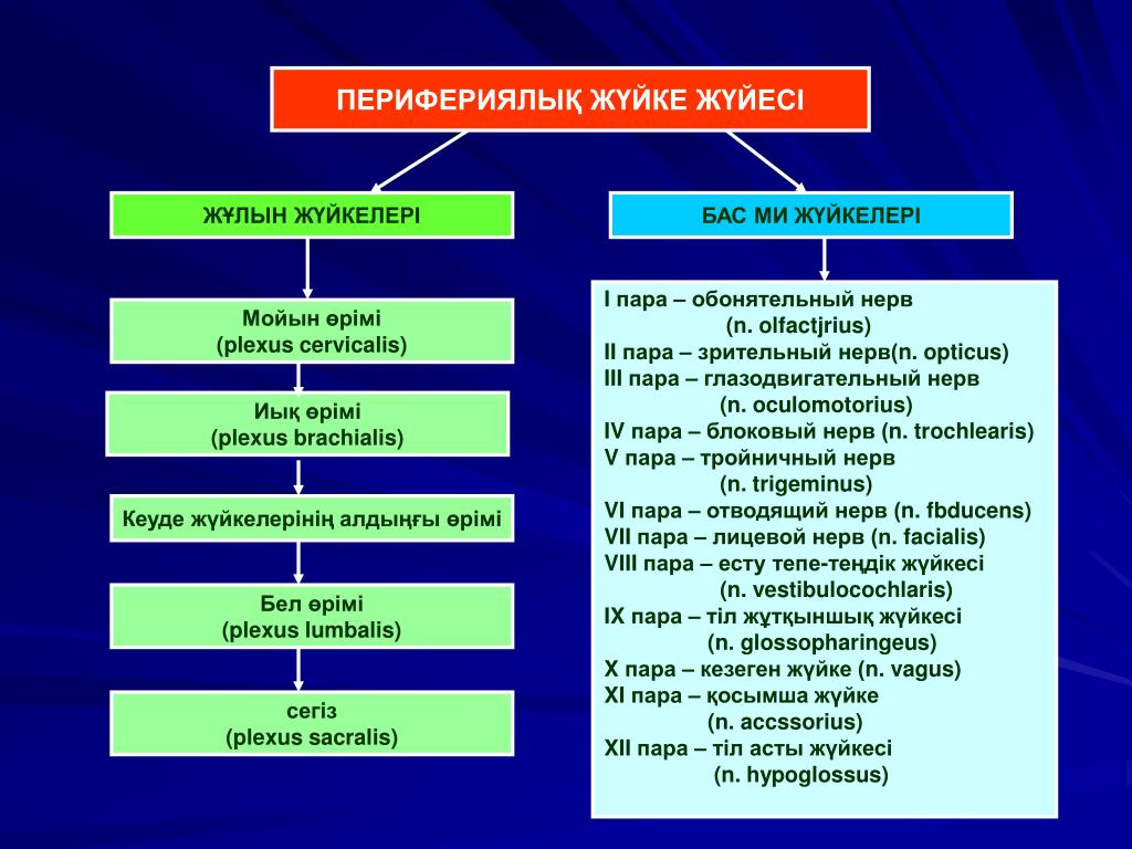 Ішкі мүшелер жұмысының жүйкелік реттелуі. Жүйке жүйесі презентация. Нерв жүйесі. Жүйке жүйесі физиологиясы презентация. Ми мен жұлын.