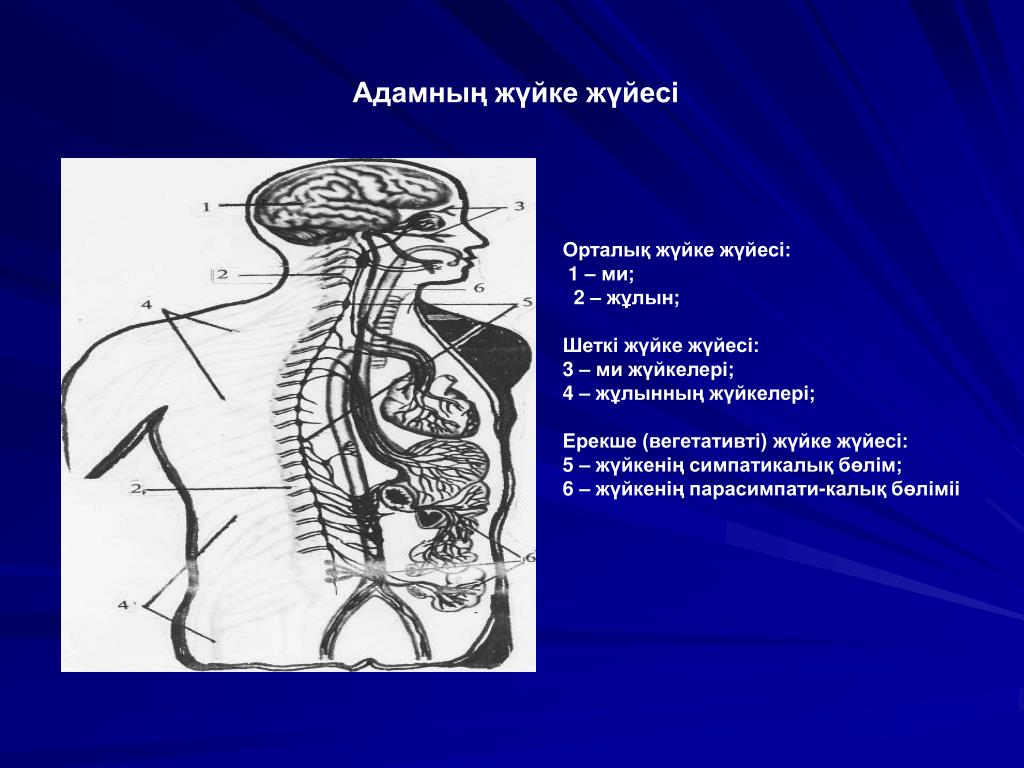 Ішкі мүшелер жұмысының жүйкелік реттелуі. Нерв жүйесі. Жүйке физиологиясы презентация. Жүйке жүйесі презентация. Ми мен жұлын.