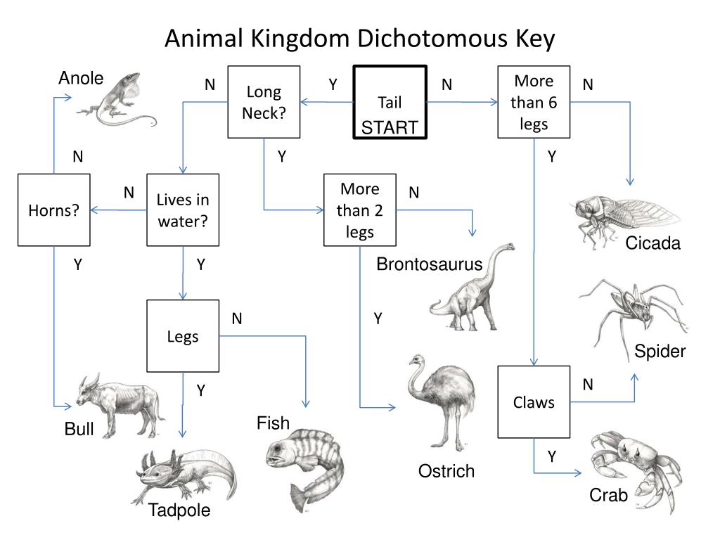Animal dichotomous key