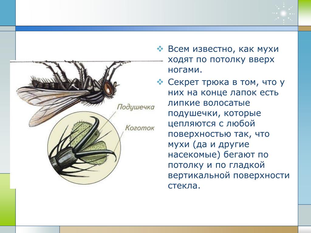 Муха происхождение. Муха (насекомое). Конечности мухи. Муха (насекомое) строение. Презентация по теме мухи.