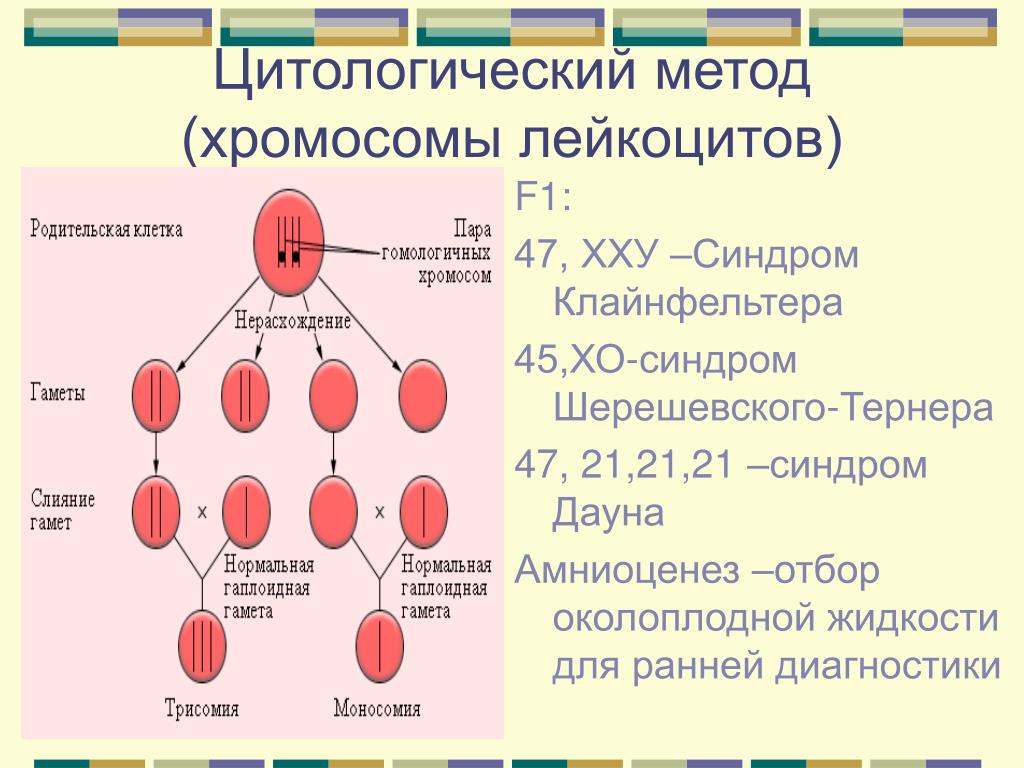 В половых клетках человека содержится сколько хромосом. Синдром Шерешевского Тернера набор хромосом. Цитологического метод хромоосомы. Хромосомы в эритроцитах. Эритроциты содержат хромосомы.
