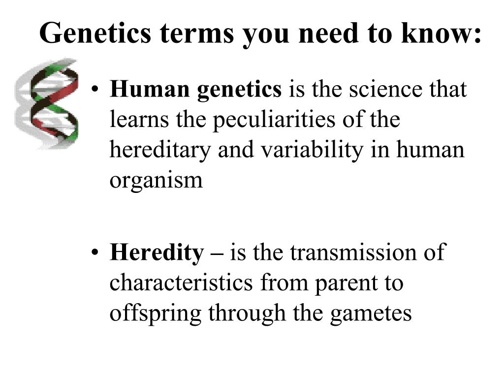 PPT Theme Organism’s level of organization of information
