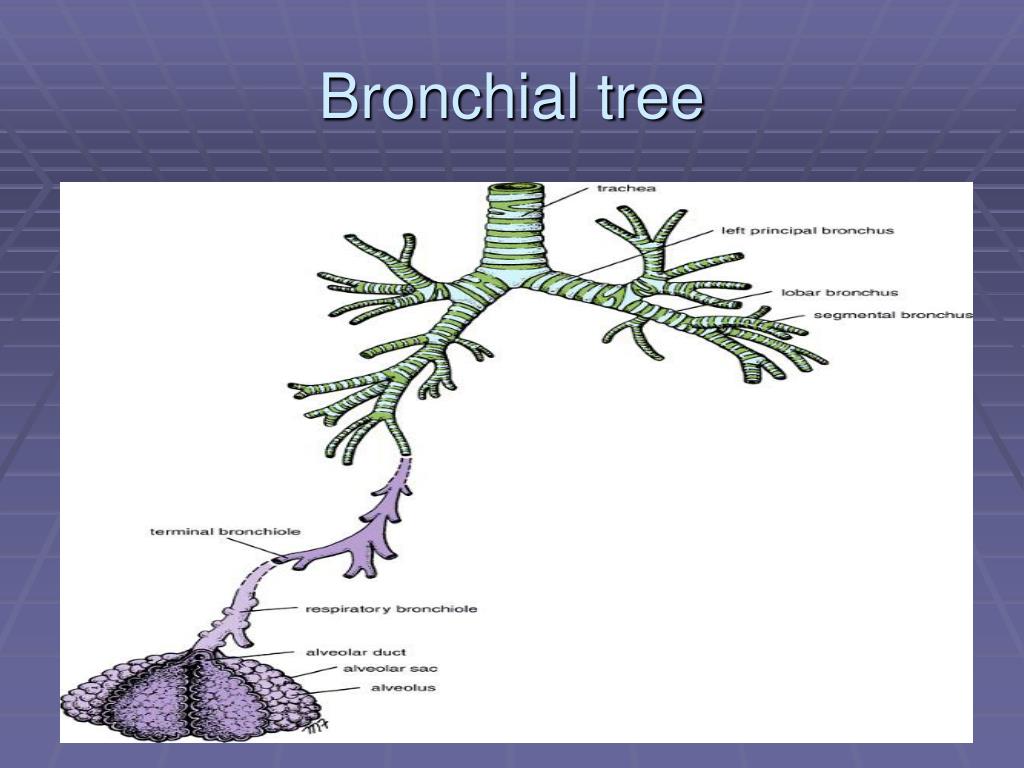 PPT - Trachea and lungs PowerPoint Presentation, free download - ID:4779845