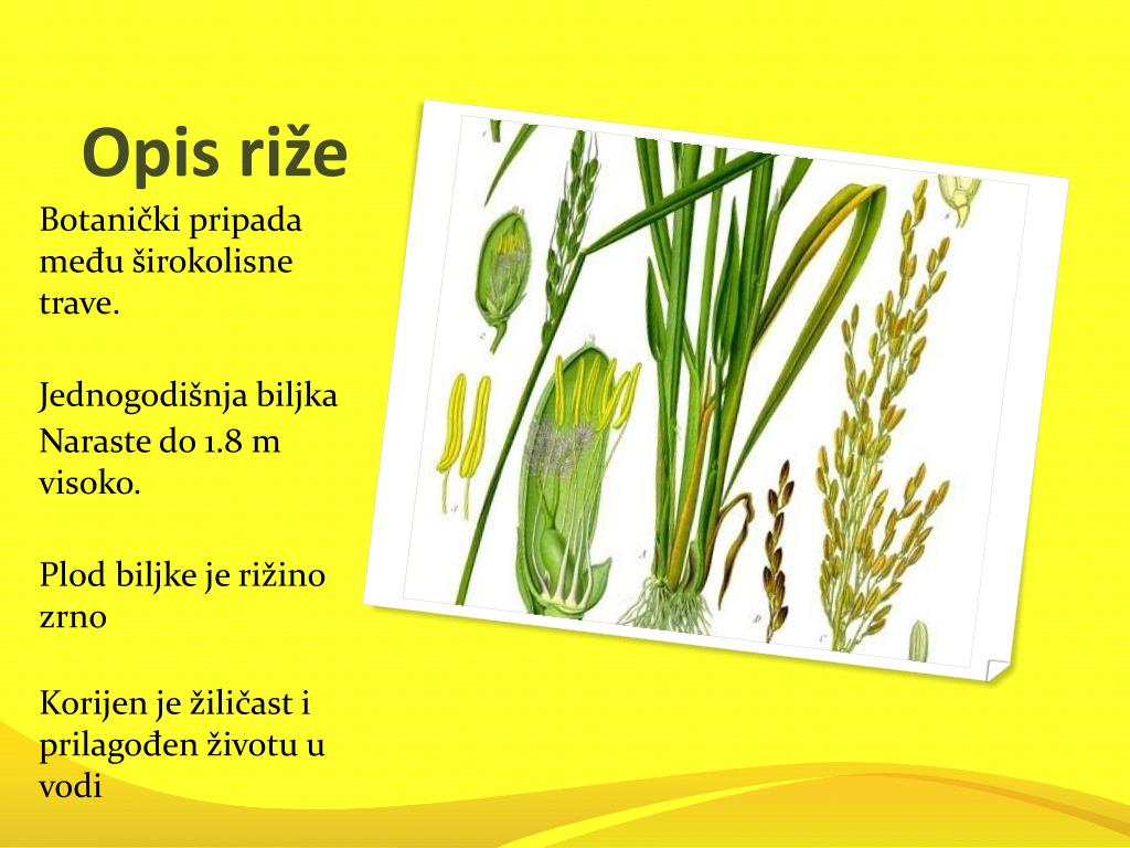 PPT - RIŽA kruh monsunske Azije PowerPoint Presentation, free download ...