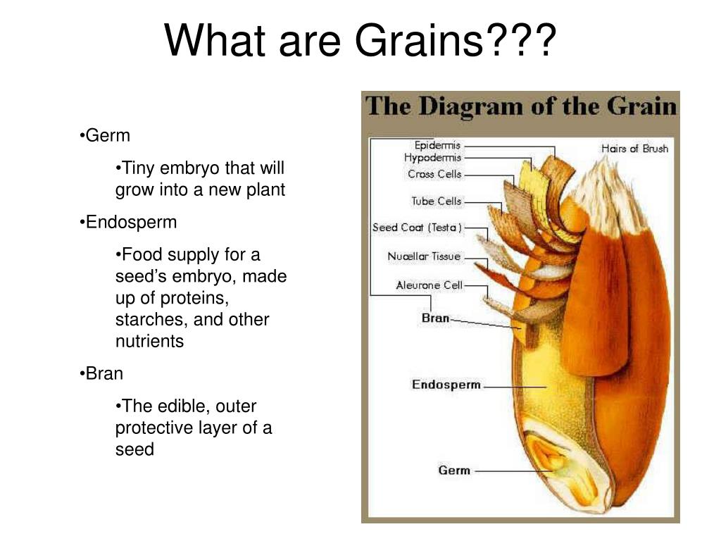 Ppt Grains Powerpoint Presentation Free Download Id