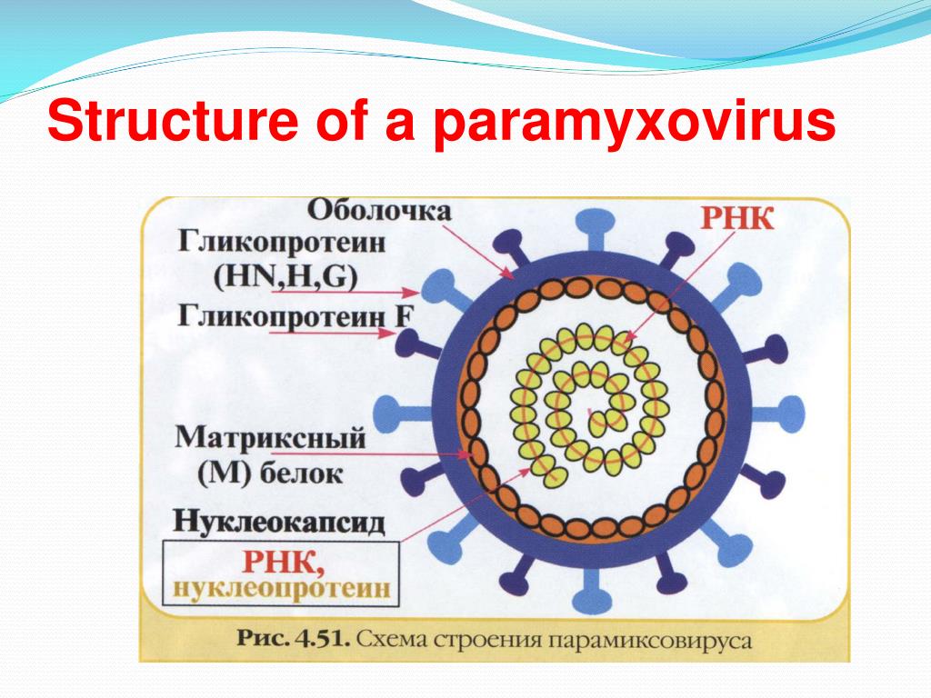 Вирус свинки. Вирус эпидемического паротита строение. Парамиксовирус морфология. Структура вируса паротита. Схема строения вируса кори.