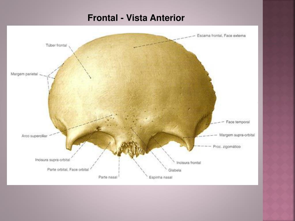 Лобные латынь. Глабелла лобной кости. Строение лобной кости черепа человека анатомия. Теменная кость анатомия человека. Теменная кость черепа анатомия.