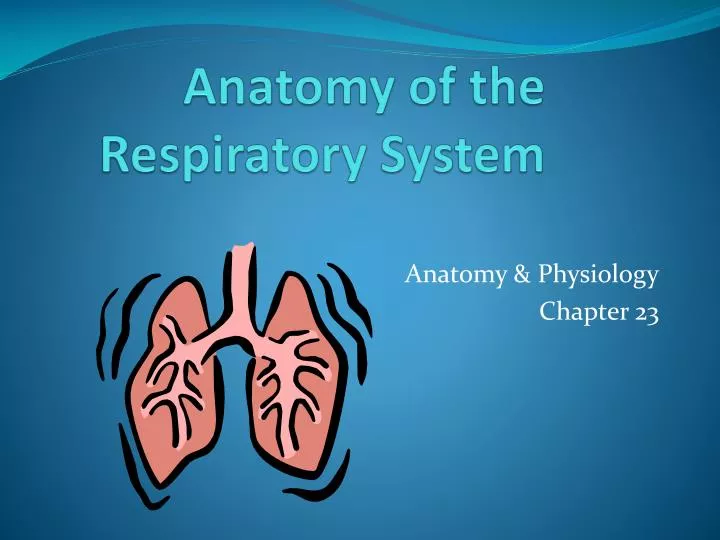 PPT - Anatomy of the Respiratory System PowerPoint Presentation, free