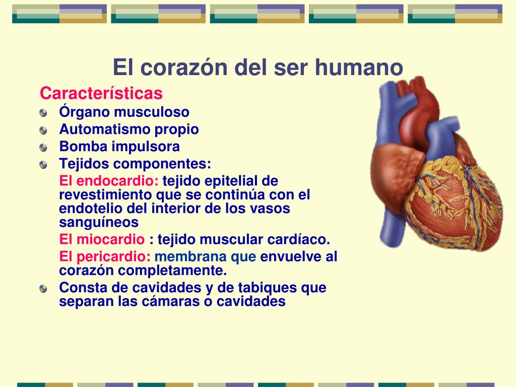 PPT - Sistema circulatorio humano PowerPoint Presentation, free download -  ID:4782984