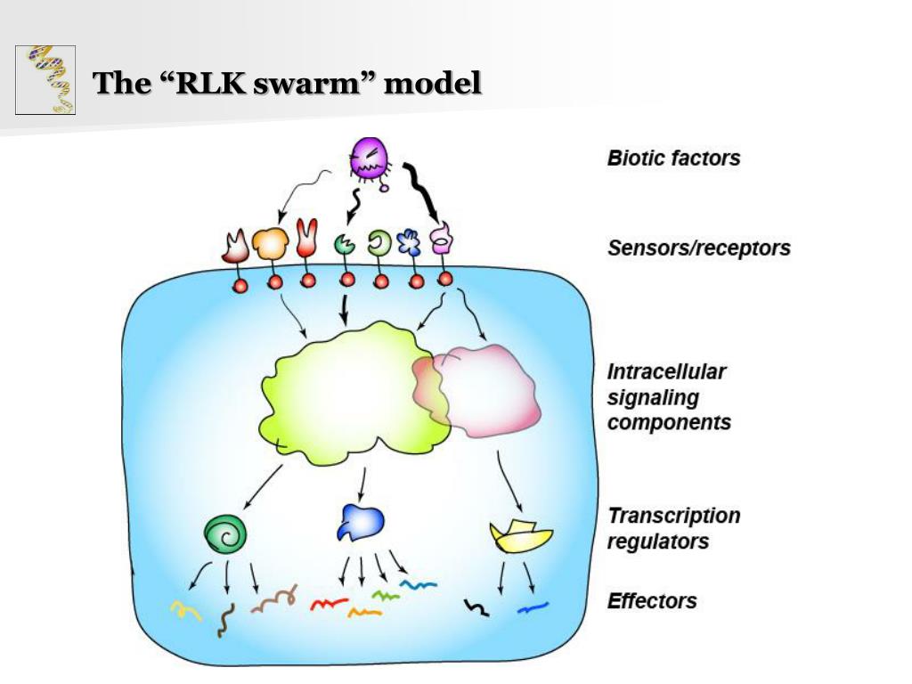 PPT - Evolutionary History and Stress Responsiveness of the Plant ...