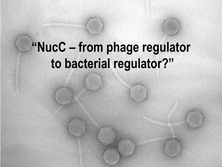 nucc from phage regulator to bacterial regulator n.