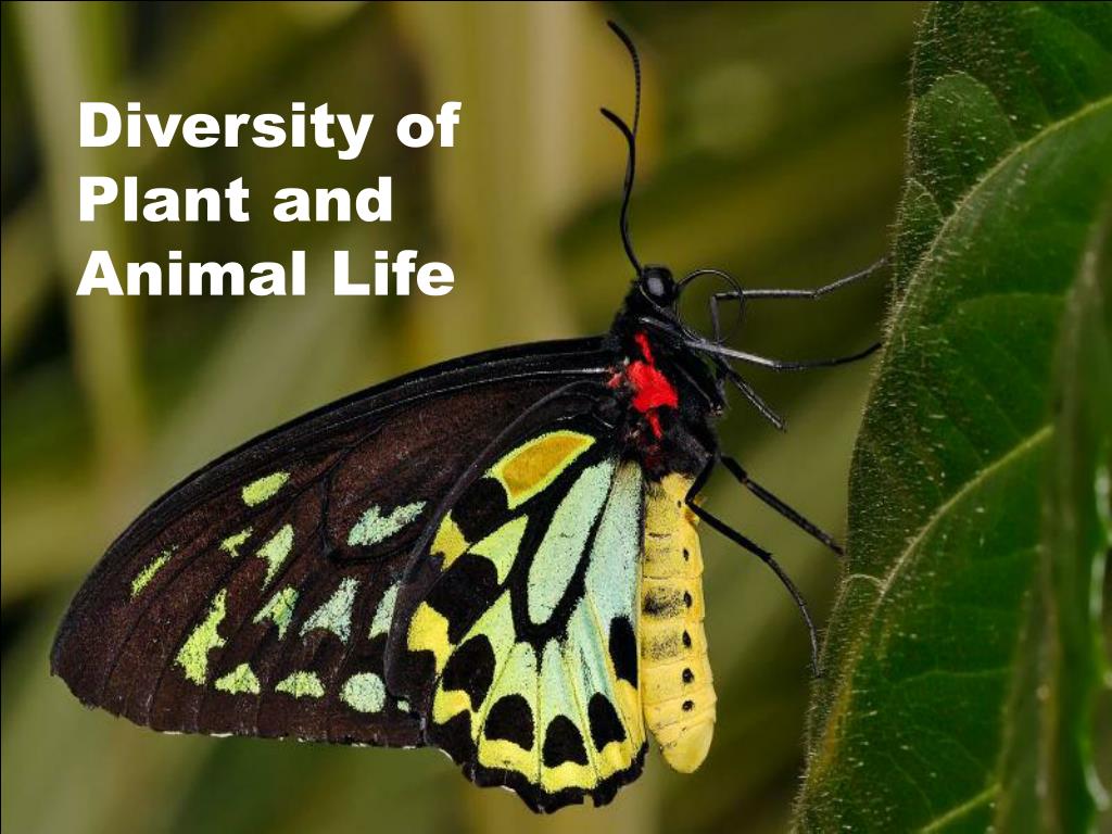 PPT - Diversity of Plant and Animal Life PowerPoint Presentation, free  download - ID:4786069
