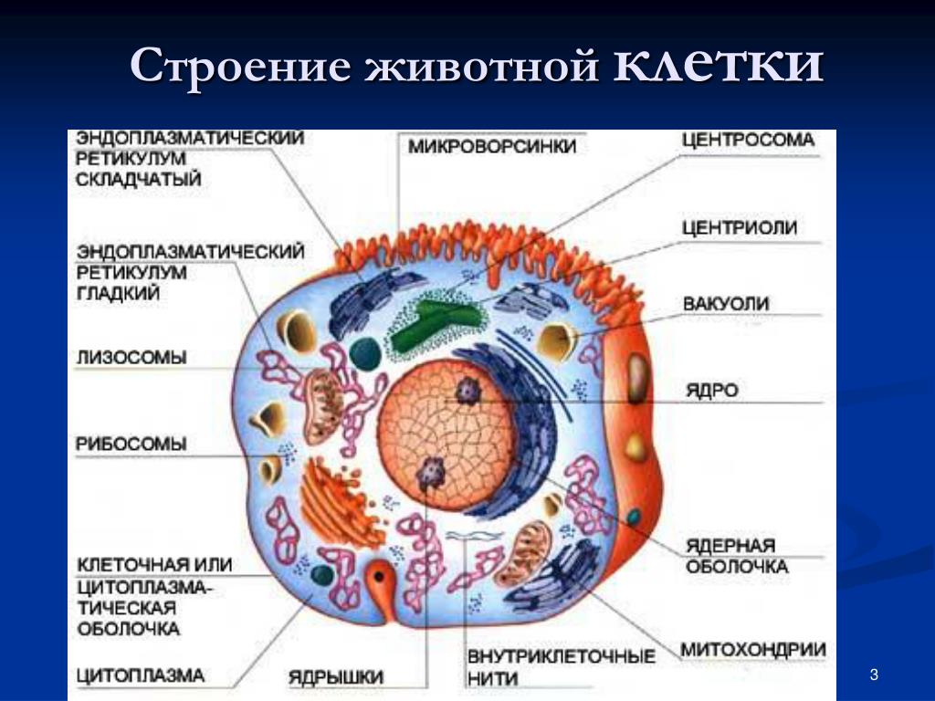 Структура биологии. Строение и компоненты животной клетки. Человеческая клетка строение анатомия. Строение животной клетки 8 класс биология. Внутреннее строение клетки.