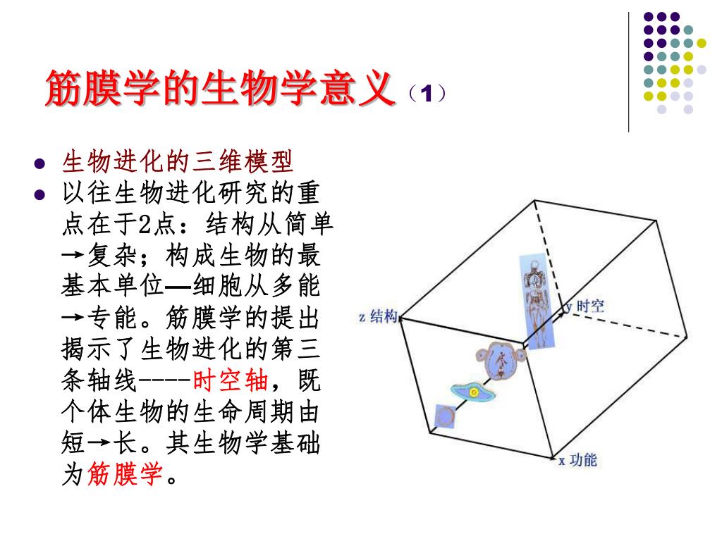 Ppt 筋膜学与人体经络 人体支持与储备系统 筋膜学 Powerpoint Presentation Id Ppt 筋膜学与人体经络 人体支持与储备系统 筋膜学 Powerpoint Presentation Id