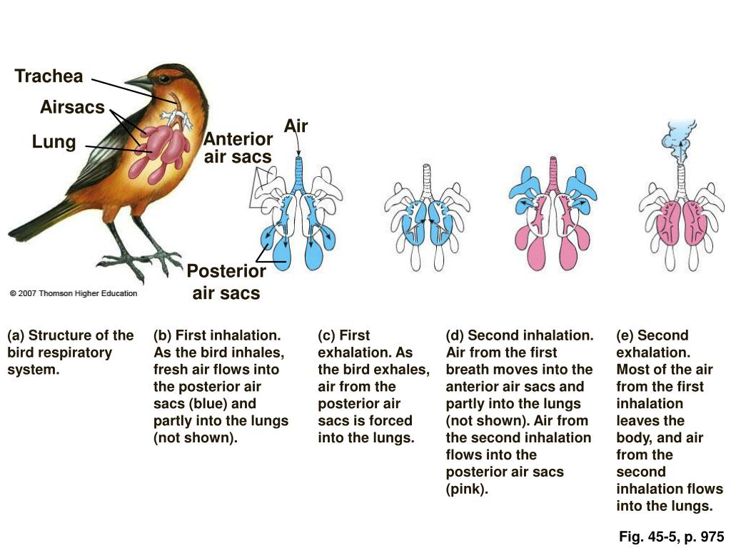 Кровь в легких птиц. Легкие птиц. Губчатые легкие у птиц. Дыхательная система птиц. Легкие птицы строение.