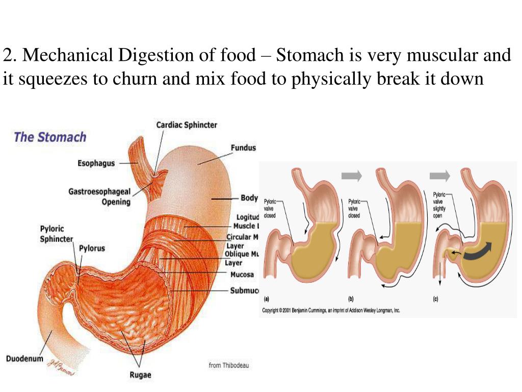 PPT DIGESTIVE SYSTEM PROCESSES and PHYSIOLOGY PowerPoint Presentation