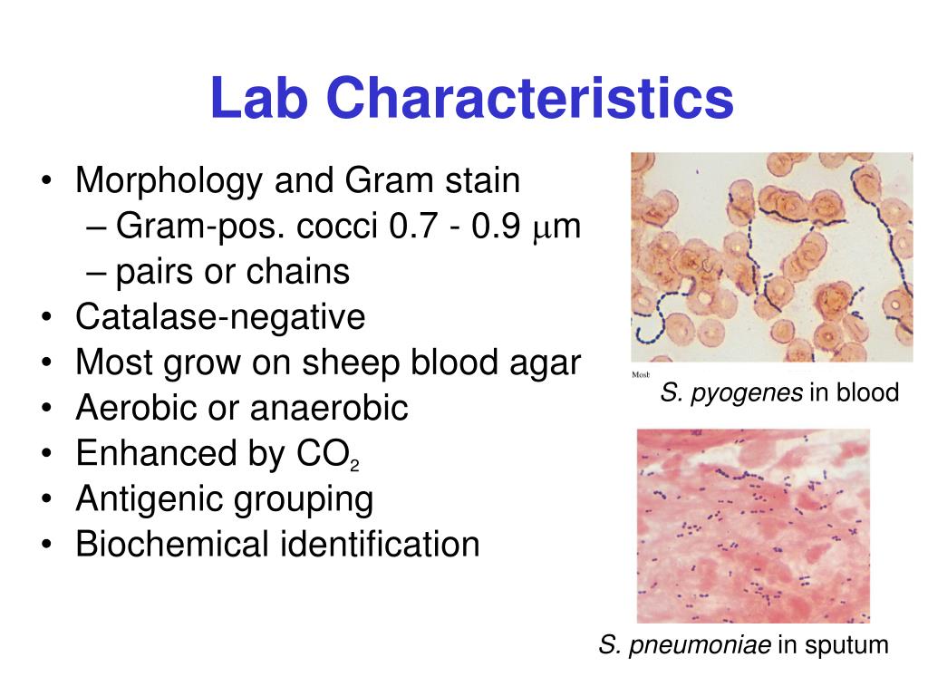 gram positive cocci in clusters gram positive cocci in clusters