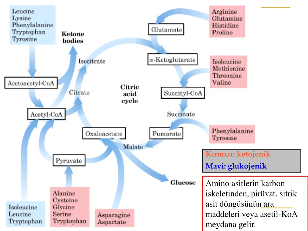 PPT - Amino Asitlerin Metabolizması PowerPoint Presentation, free download  - ID:4792563
