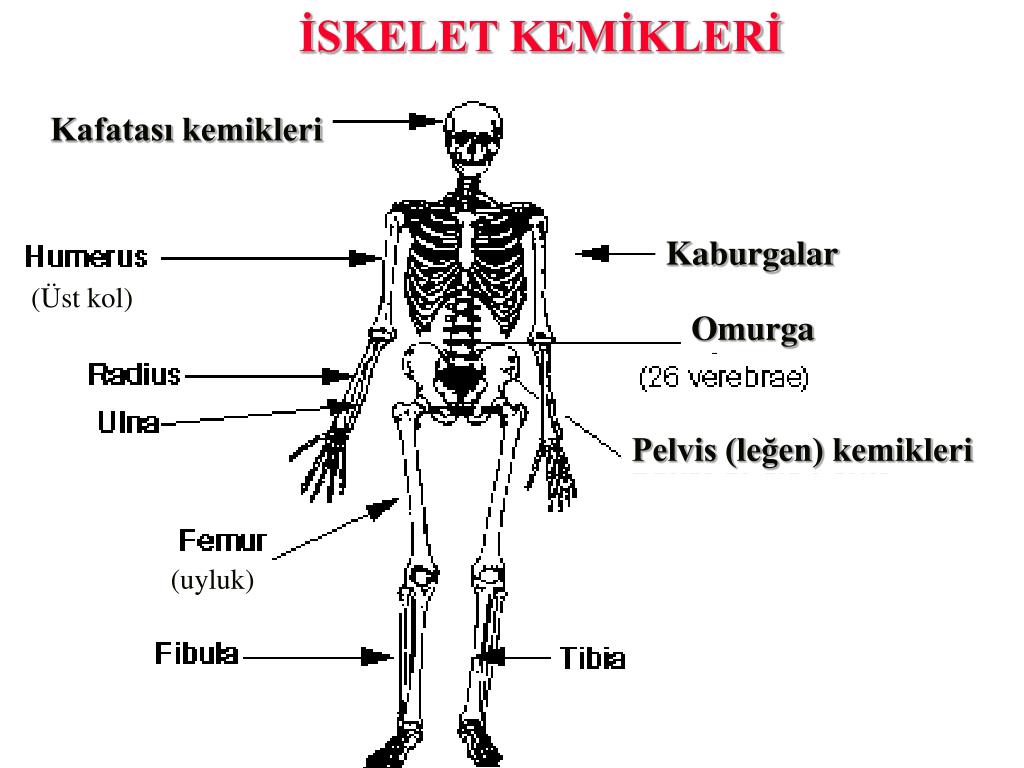 Bones system. Скелет. Скелет человека веселый. Костная система. Скелет вокабуляр немецкий.