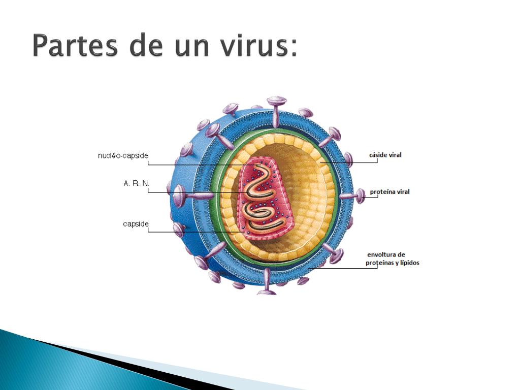 Que son los virus ciencias para ninos partes de los virus bilarasa