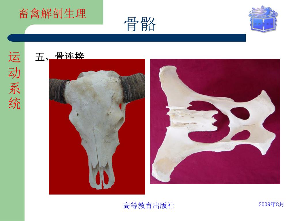 PPT - 1．骨的基本结构和类型， 2．牛全身骨骼的分布。 3．脊柱骨分布。 4．胸廓骨组成及作用。 5．前肢骨和关节的名称。 6．后肢骨和 ...