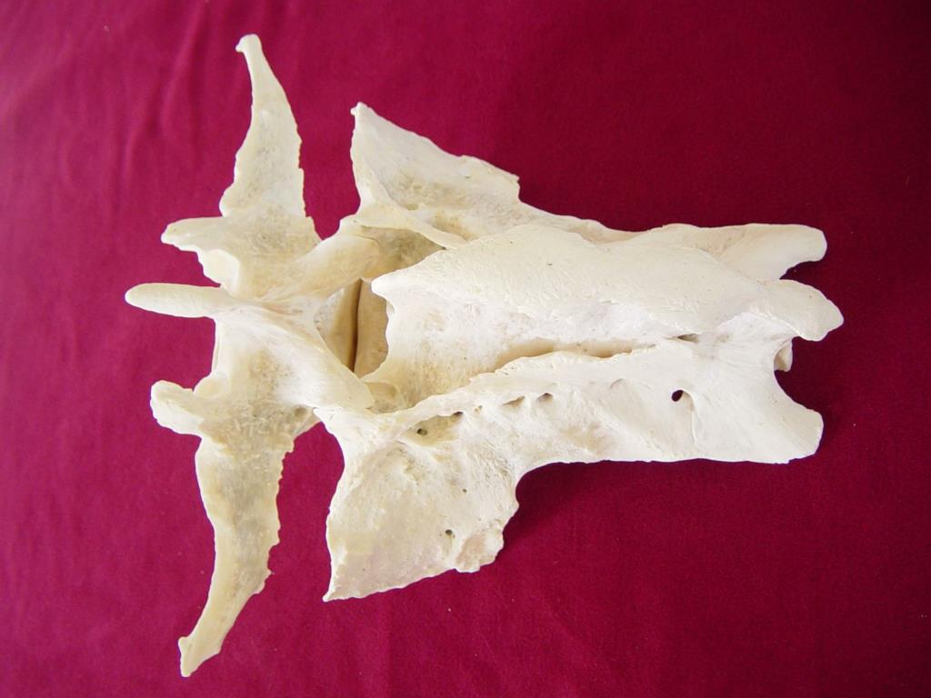 PPT - 1．骨的基本结构和类型， 2．牛全身骨骼的分布。 3．脊柱骨分布。 4．胸廓骨组成及作用。 5．前肢骨和关节的名称。 6．后肢骨和 ...