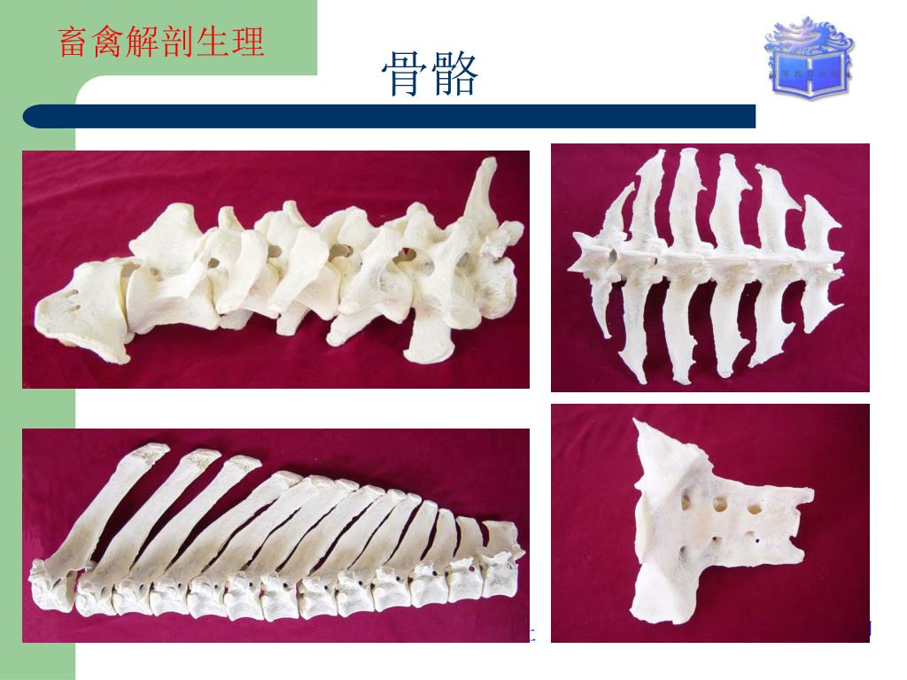 写实牛骨架 牛的骨架模型 牛骨头 骨架标本-cg模型免费下载-CG99