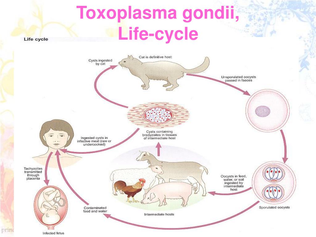 Toxoplasmosis Gondii Life Cycle 2371
