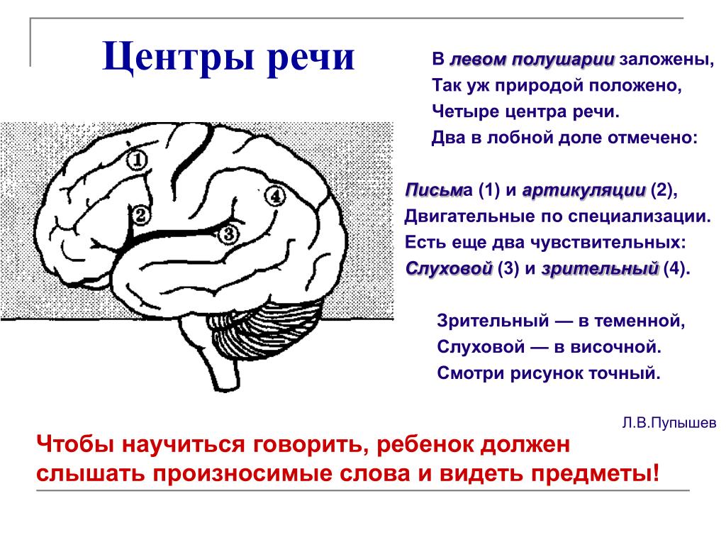 Зоны восприятия мозга. Слуховой центр речи центр Вернике расположен в. Речевые зоны коры головного мозга Брока. Двигательный центр письменной речи расположен. Центры Брока и Вернике в головном мозге.