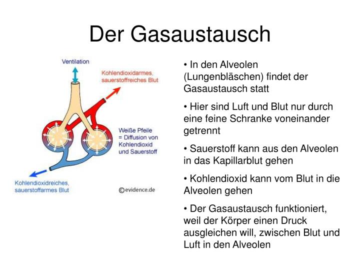 Wo Findet Der Gasaustausch Statt PPT - Hals / Nase / Ohren Zusammenfassung PowerPoint Presentation - ID