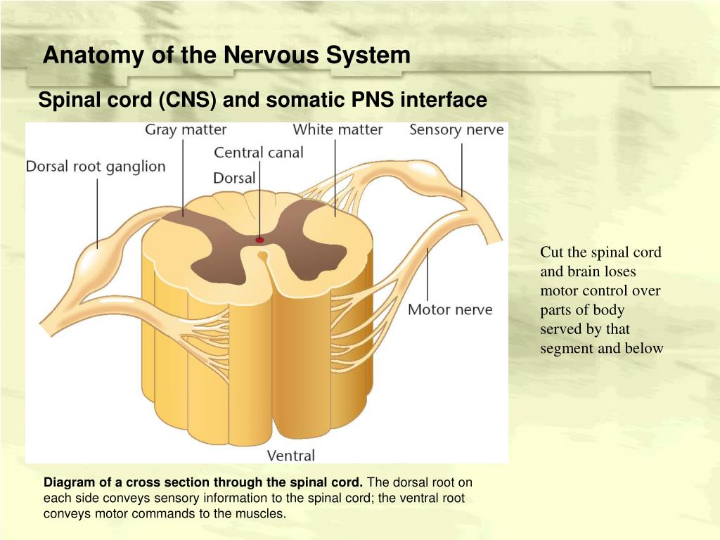 PPT - Structure of the Vertebrate Nervous System PowerPoint ...