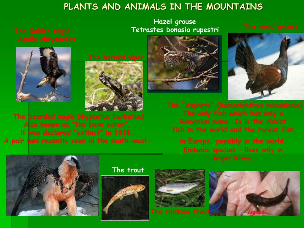 PPT - TYPICAL PLANTS AND ANIMALS IN ROMANIA PowerPoint Presentation, free  download - ID:4798016