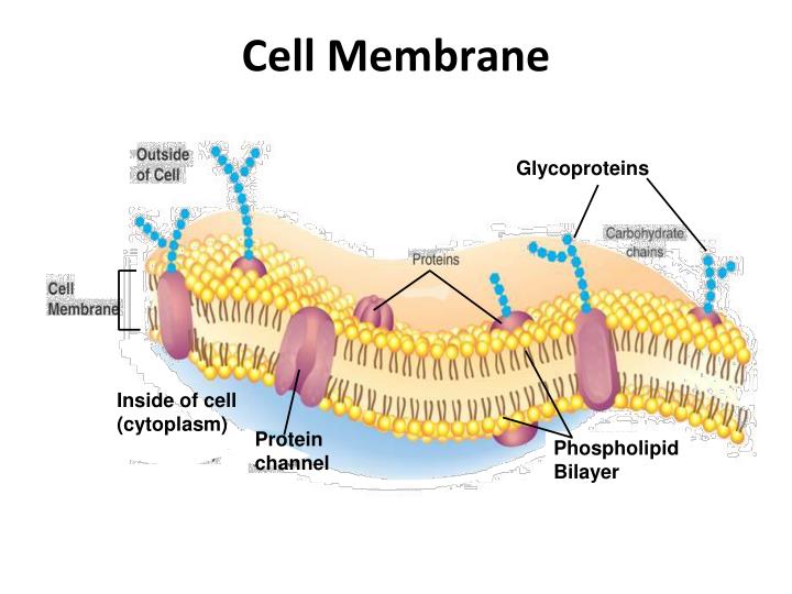 PPT - The Plasma (Cell) Membrane PowerPoint Presentation - ID:4799979