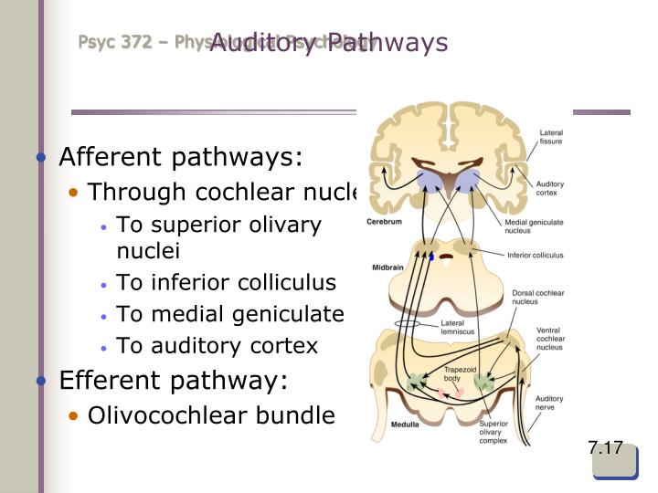 PPT - Sensory Systems PowerPoint Presentation - ID:4800976